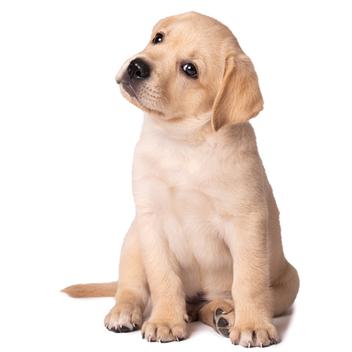 A cute golden retriever puppy cocking his head to the side