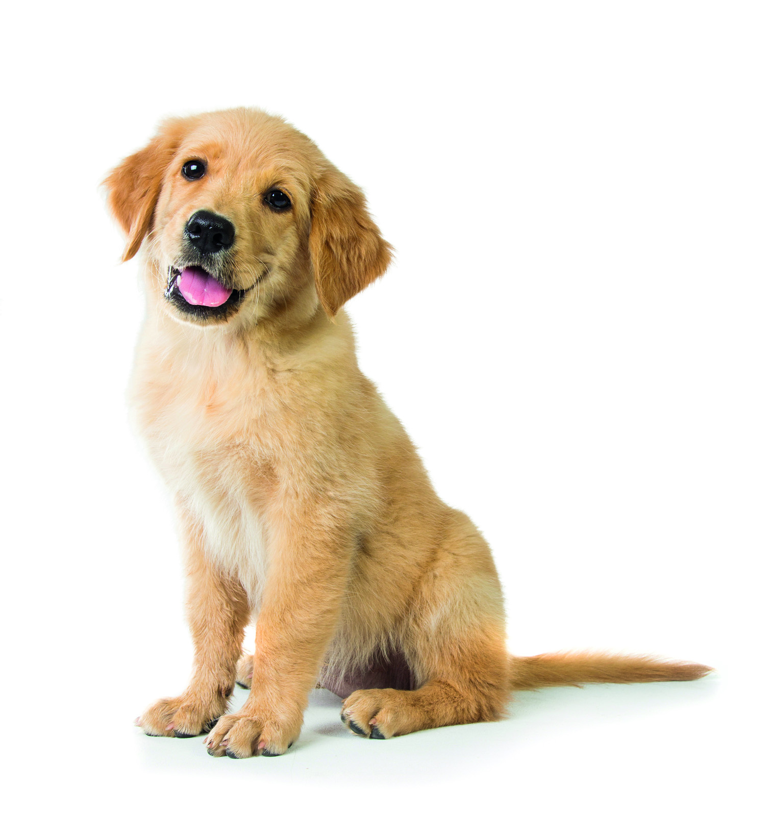 Cute golden retriever puppy