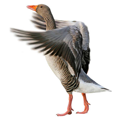 A greylag goose about to take flight