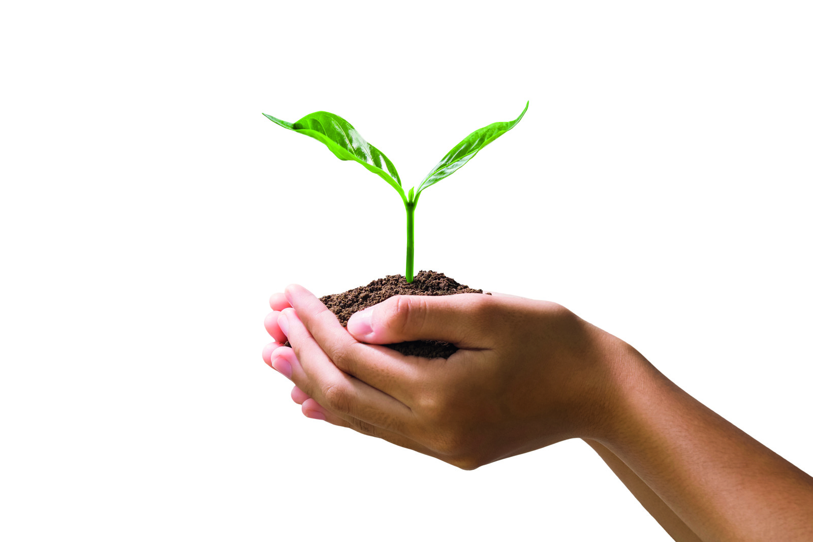 Hands holding a seedling in some soil